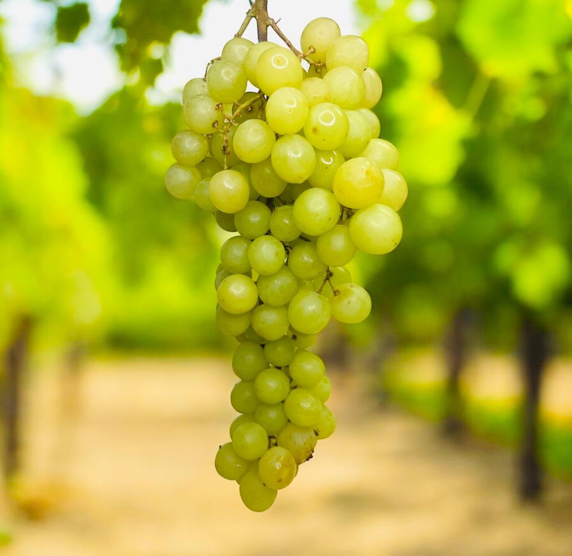 Trauben grün