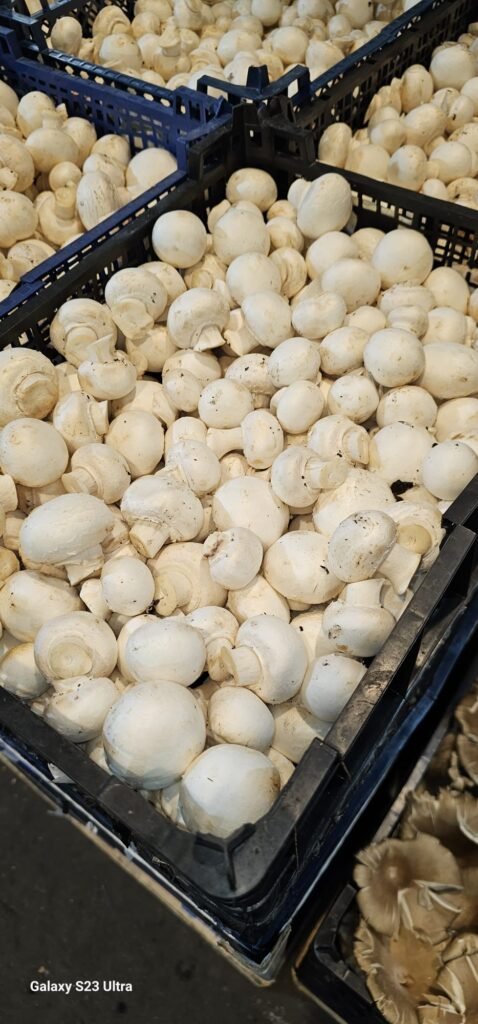 Champignon Weiss