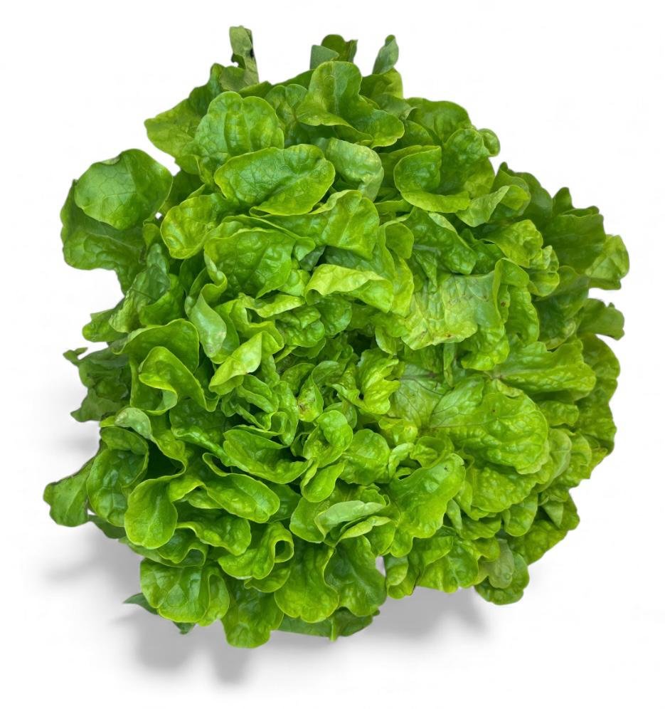 Eichblatt Salat grün